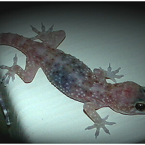 4626-gecko