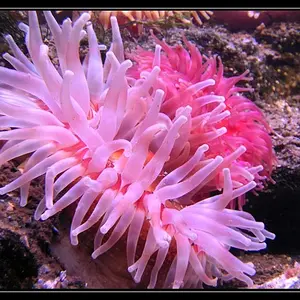 Anemone