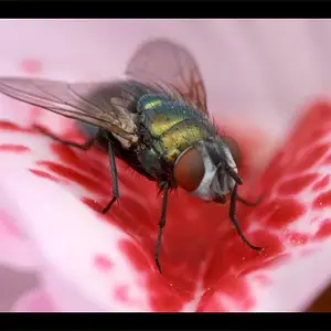 5645-Fly_01