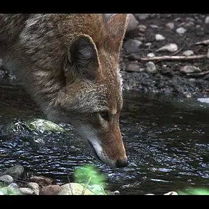 5645-Coyote_05