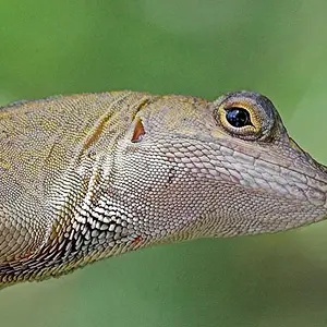 5645-Lizard_01