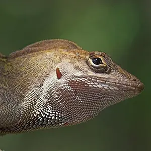 5645-Lizard_02