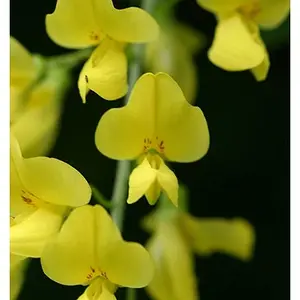 5645-Yellow_01
