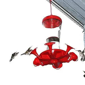951-HummingBird-01