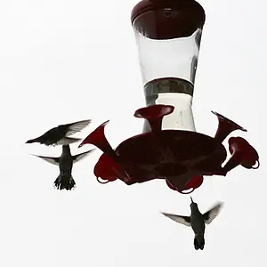 951-HummingBird-03