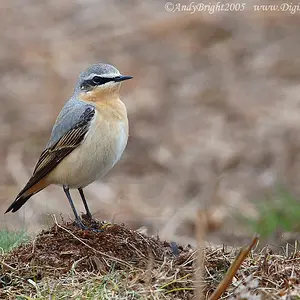 Male Wheatear