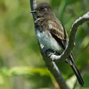 Black Phoebe