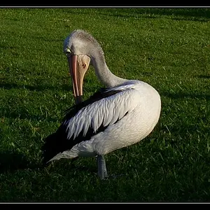 Pelican