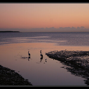 Lagoon Pelicans Sunrise