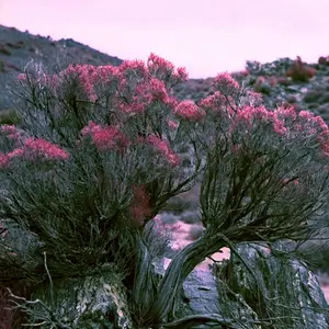 joshuatree1-small