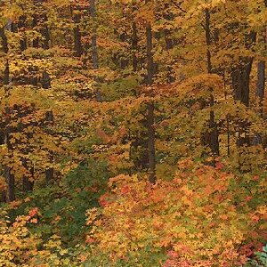 photo03-Colours of a Northern Canada Fall