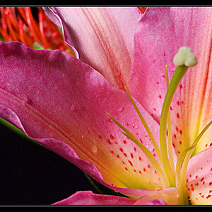 photo29-Oriental Lily
