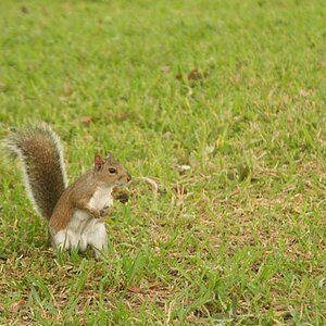 6291-Squirrel