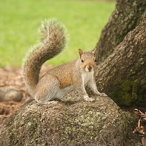 6291-Squirrel2