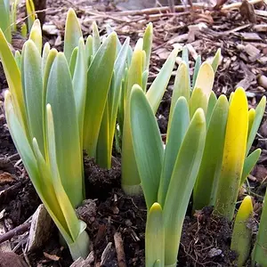 Apr1