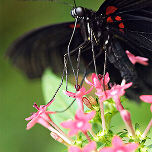 novphoto06-Postman Butterfly