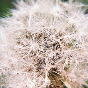 novphoto28-Taraxacum Clock