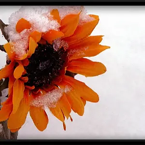 Snow And The Sunflower