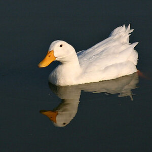 Reflecting Duck