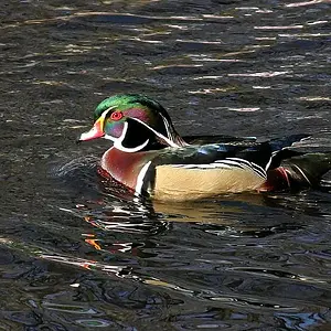 Wood Duck