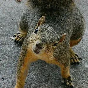 Got Nuts?