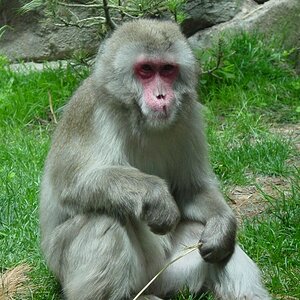 Japanese Macaque clutching at straws