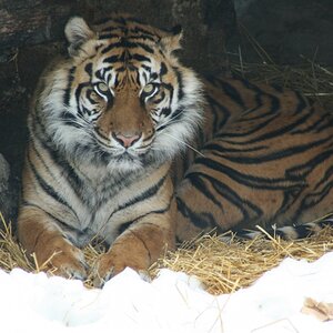 Sumatran Tiger in the Snow
