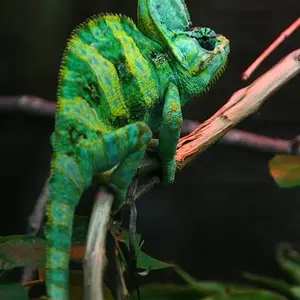 Veiled Chameleon