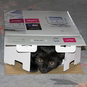 Cat In The Box