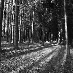 Pines B&W