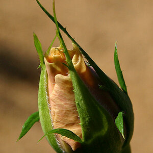 Yellow Rosebud