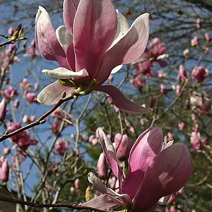 Magnolia Bush