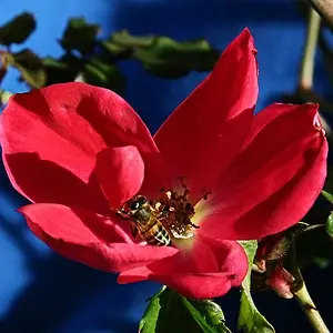 Shrub Rose & Bee