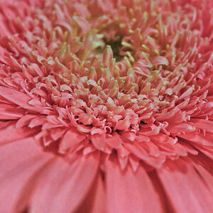 Pink Daisy One