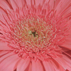 Pink Daisy Two