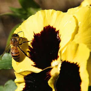 Bee & Pansy