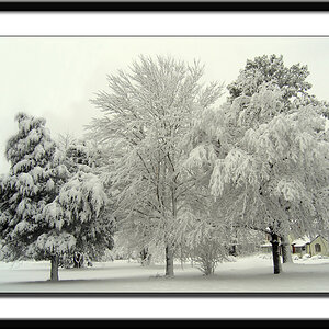 Snow Trees