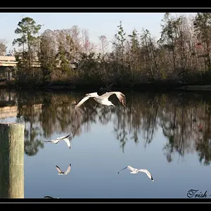 Flying Gulls2