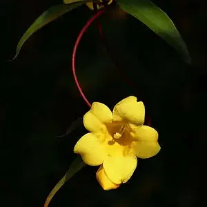 Carolina Jasmine