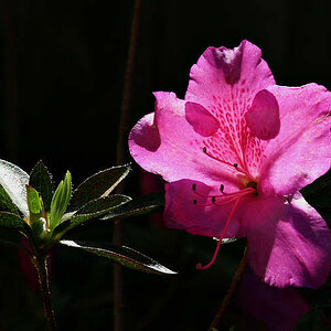 Pink Azalea