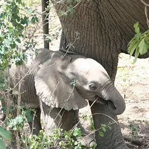 Elephant footsteps