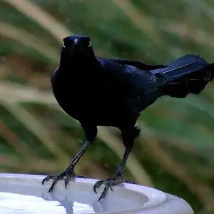 Grackle Stare