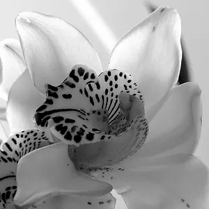 Orchid in Black and White