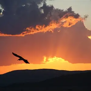 Serengeti Sunset