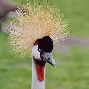 Crowned crane