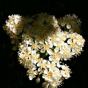 Photinia Blossoms