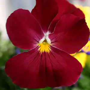 Pansy with Fairy on the Face