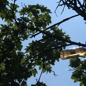 Bottle in a tree