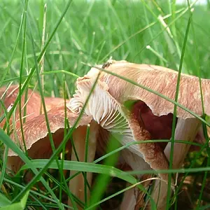 mushroom