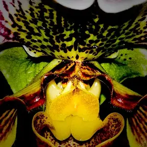 Orchids